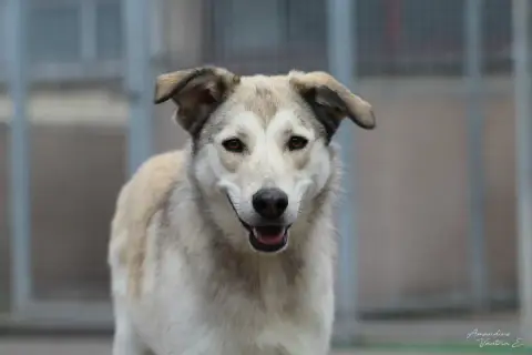 Daisy photo 2