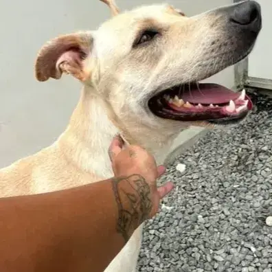 ✨️ Franklin ✨️ 🐶