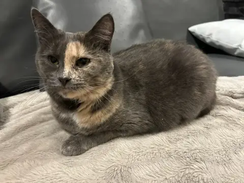 Electra