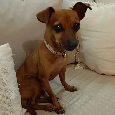 Roxy L'Amie Mini