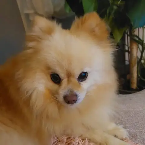 Maya
