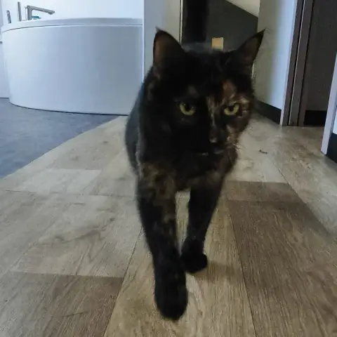 Bella