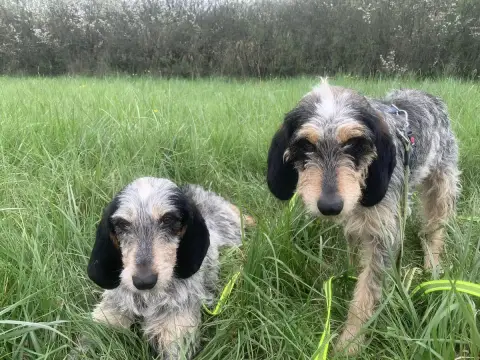 Clochette Et Claudine