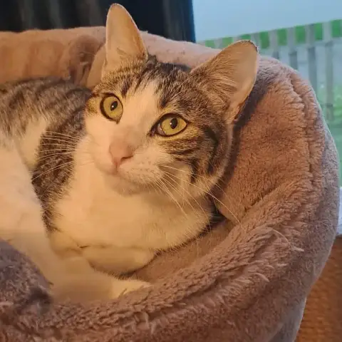 Théa
