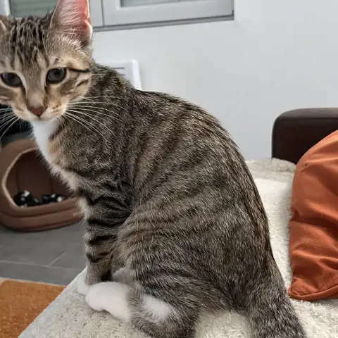 Arlo