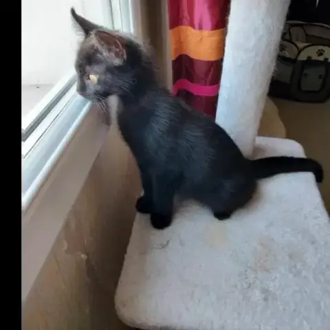 Bagheera