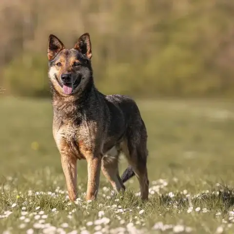 Tucker