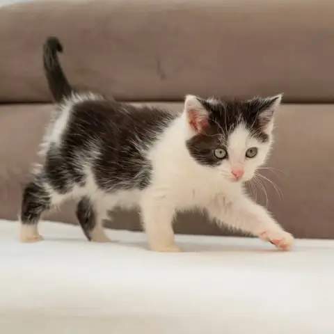 Perle