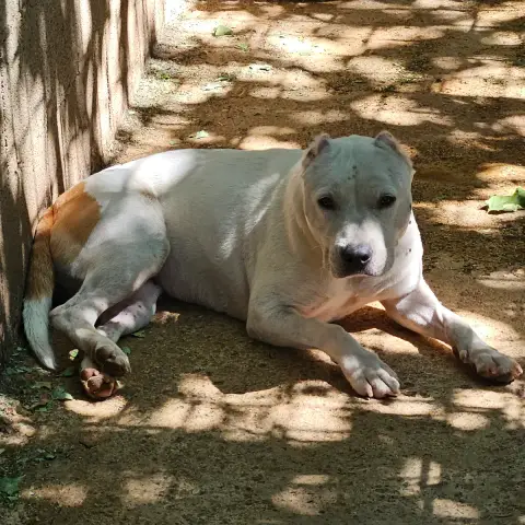 Sally
