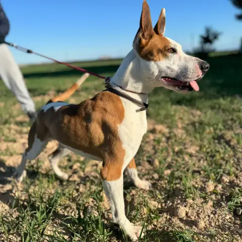 Rafa