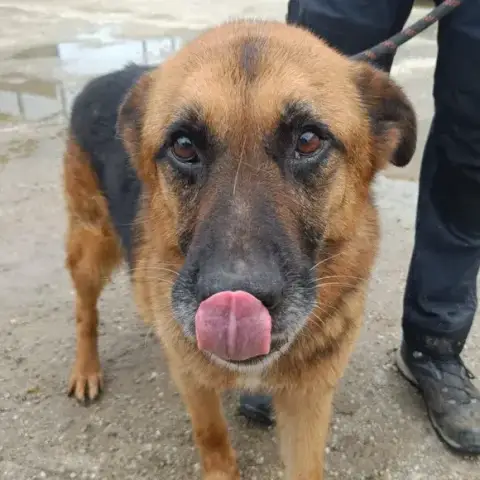 Rufus
