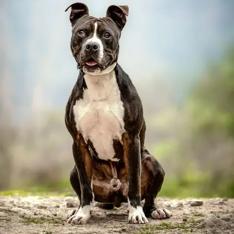 Boy