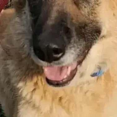 Baya