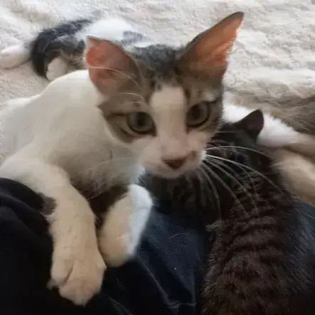 Bella Abandonnée Avec Ses Petits photo 2