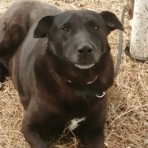 Mora
