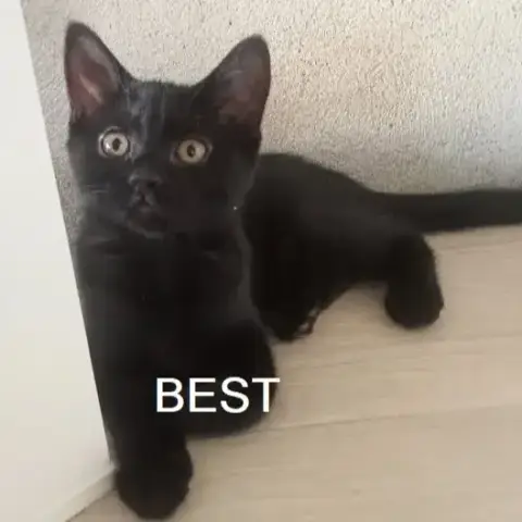 Best