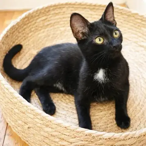 Sirius