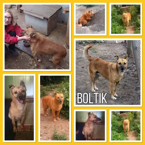 Boltik