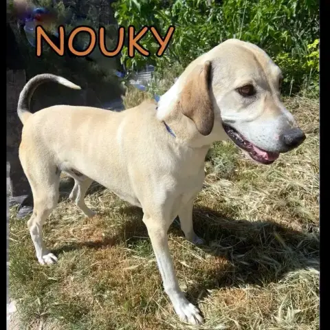 Nouky