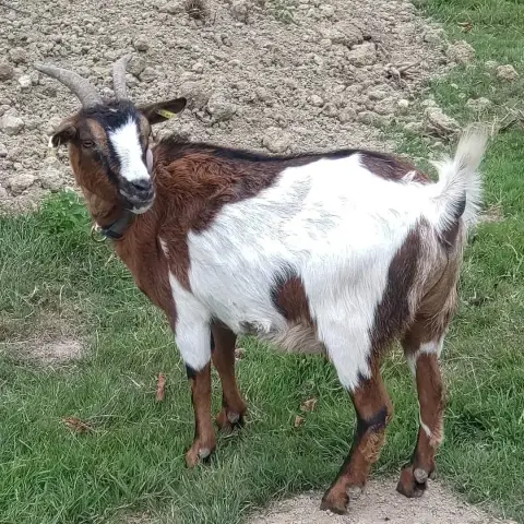 Balta