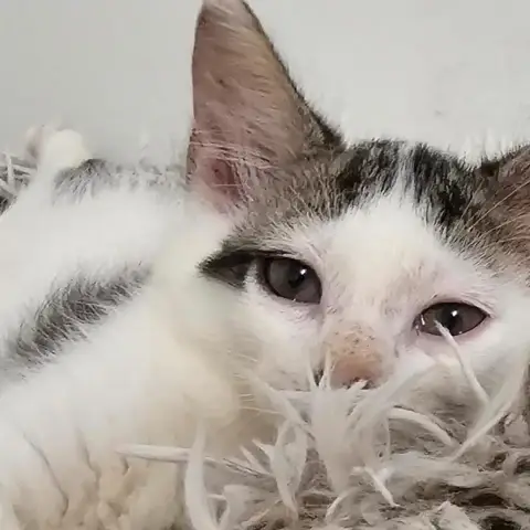 Bonbon