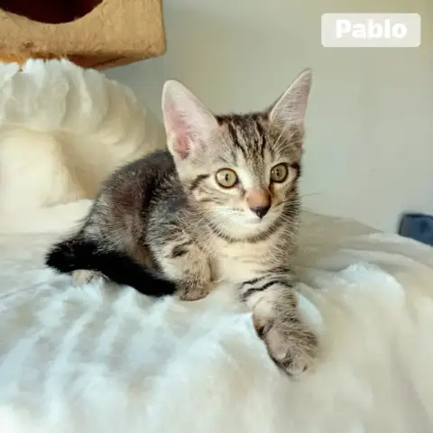Pablo photo 2