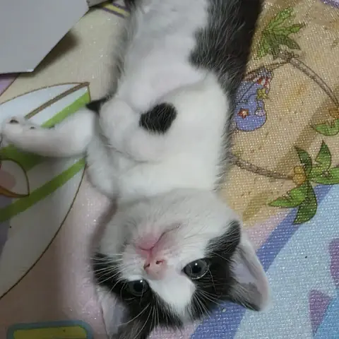 Floppi photo 3