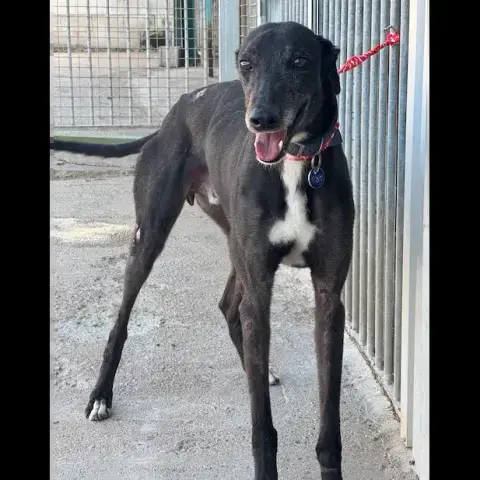 Moro Galgo