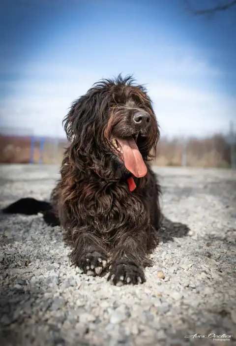 Oscar
