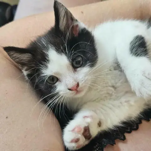 Bella