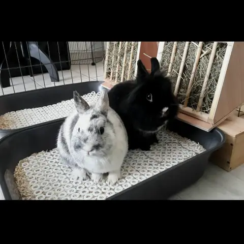 Onyx Et Oréo photo 2