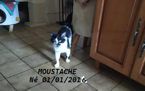 Moustache photo 2