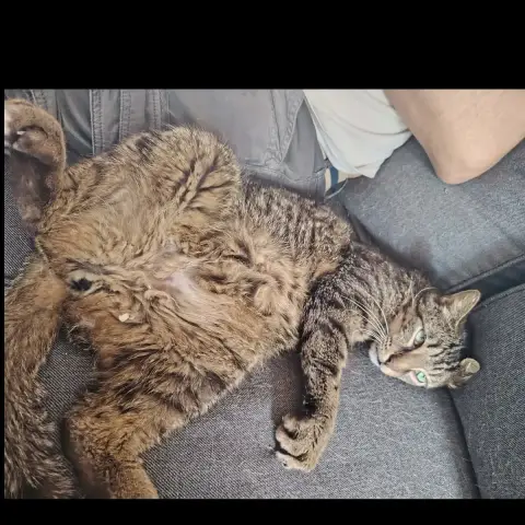 Barnabé