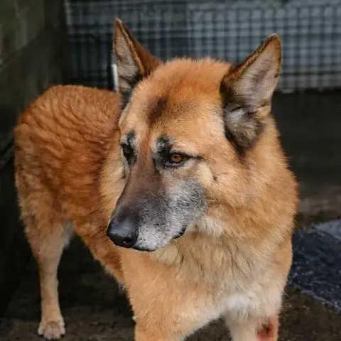 Simba