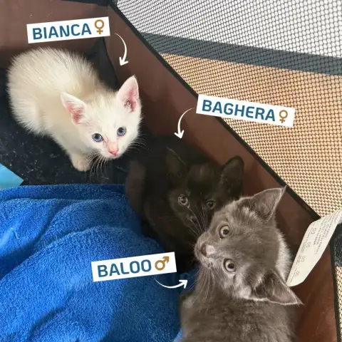 Baloo