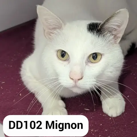 Mignon