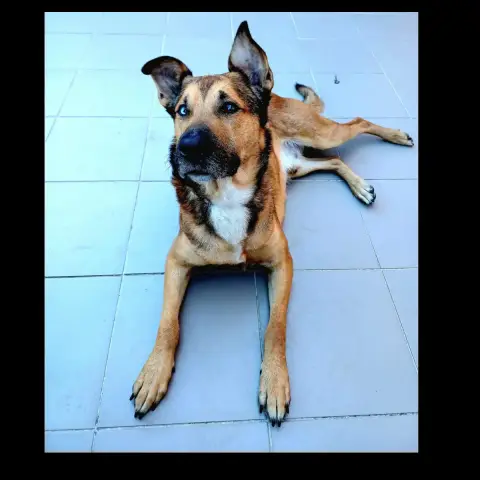 Saïko
