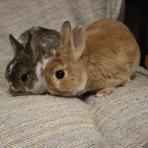 Nori Et Horus photo 3