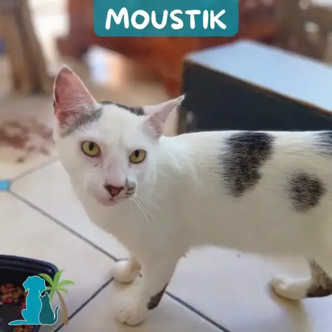 Moustik