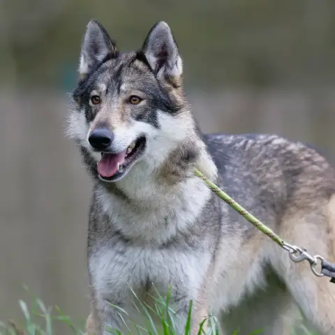 Rollo