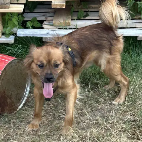 Tintin