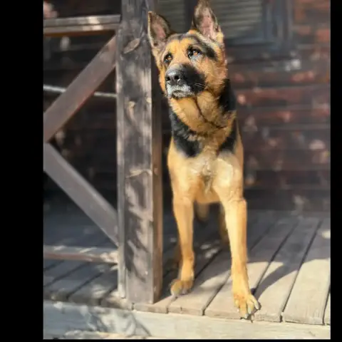 Paco