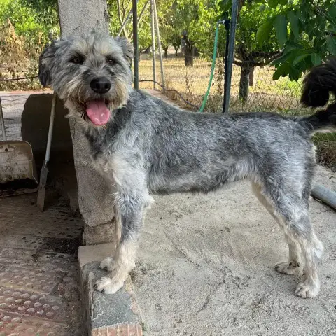 Samba