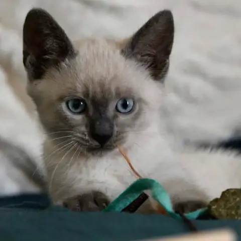 Coco photo 2