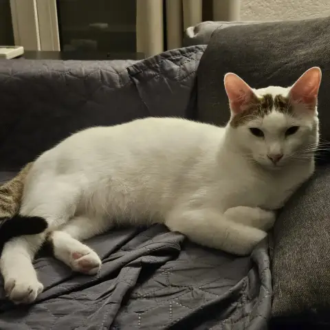 Yuki