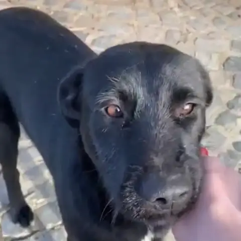 Blacky