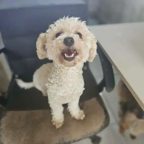 Adopter Stacy