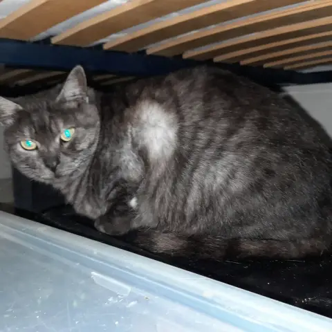 Ariel Chatte Adulte photo 3
