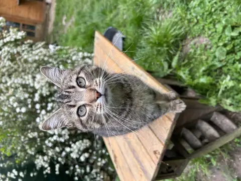 Milla