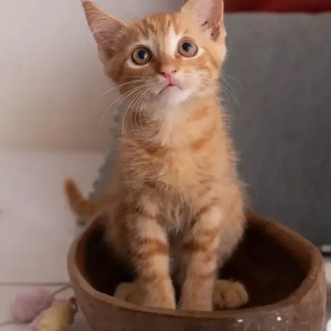 ✨️ Cooper ✨️ 🐱 photo 3